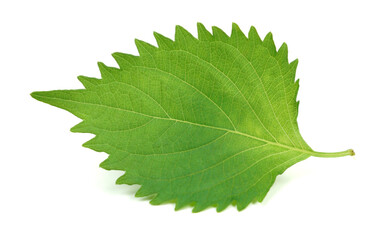 Ova Leaves / Ajwain Leaf