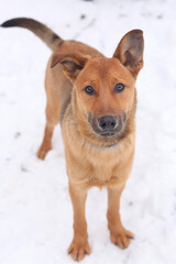 fawn shepherd dog full body photo on snow background