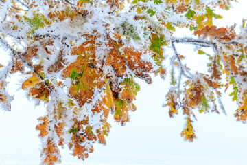 Bunt gefärbter Eichenzweig mit Raureif im Winter - 561909534