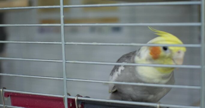 A beautiful Corella parrot sits in a cage on a perch and looks at the camera with curiosity. A funny parrot walks around the cage from side to side and es zeno. Gray Corella parrot in a cage.