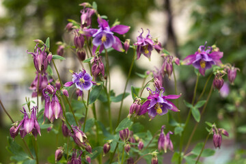 Flowering Purple flowers - Columbine (Aquilegia vulgaris) in spring. Garden plants