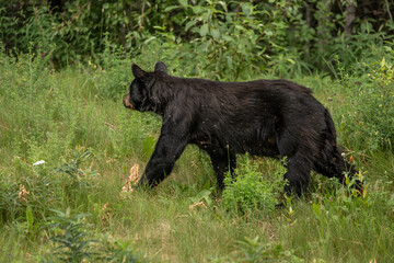 Fototapeta na wymiar Alaskan Black Bear foraging for berries in the Alaskan wilderness