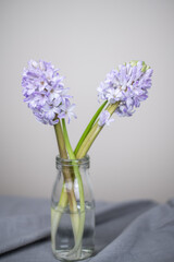 Blaue Hyazinthen in Blumenvase mit hellem Hintergrund, Blume Frühling, Blumenstrauß