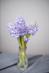 Blaue Hyazinthen in Blumenvase mit hellem Hintergrund, Blume Frühling, Blumenstrauß