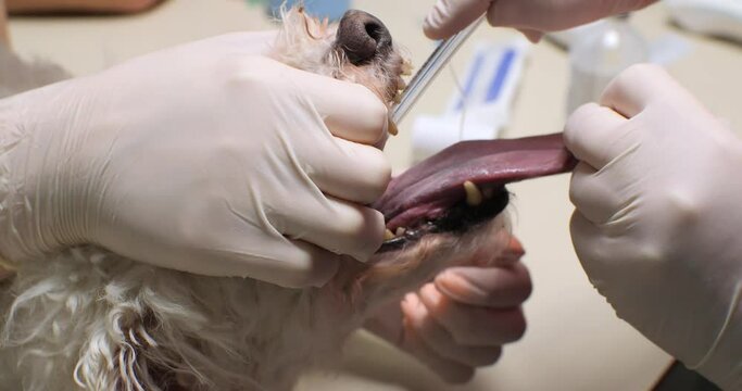 The veterinary anesthetist will intubate the dog before surgery. The veterinarian's hands insert an endotracheal tube into the dog's trachea. Dog intubation concept.