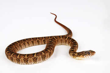 Blotched Water Snake // Rotbauchige Schwimmnatter (Nerodia erythrogaster transversa)
