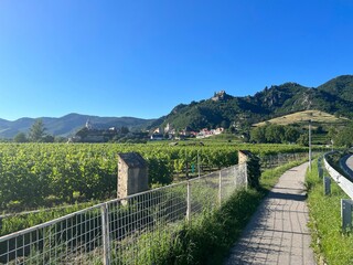Fototapeta na wymiar Sunny wine yards in austria | Fresh grapes for winemaking with blue sky