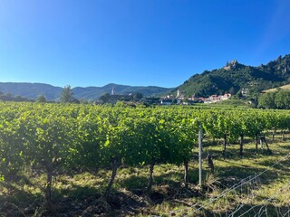 Fototapeta na wymiar Sunny wine yards in austria | Fresh grapes for winemaking with blue sky