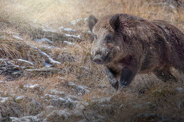 Close up of massive male wild boar (Sus scrofa) running on an alpine meadow, Alps mountains, Italy