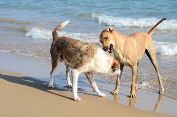 Two big dogs are playing on the seashore