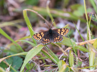 Duke of Burgundy Butterfly Resting on a Grass Stem