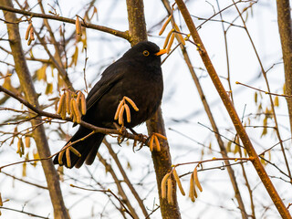 Blackbird male among hanging seeds on the tree branche