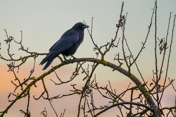 Black raven perching on a tree branch in the evening