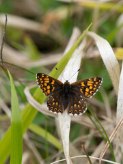 Duke of Burgundy Butterfly Resting on a Grass Stem