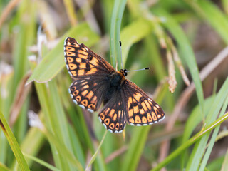Duke of Burgundy Butterfly Resting on a Grass Stem