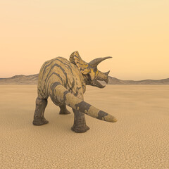 Fototapeta premium triceratops is looking for food in the desert on the afternoon rear view