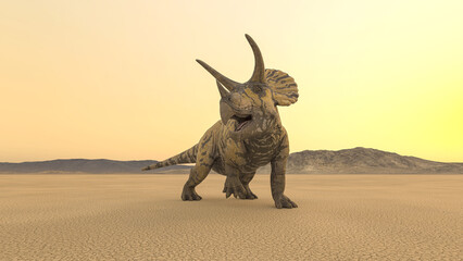 Fototapeta premium triceratops is looking for food in the desert on the afternoon