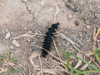 Glow-worm Walking on the Ground