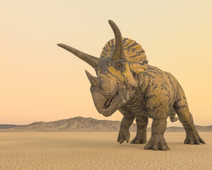 Fototapeta premium triceratops is passing by in the desert on the afternoon