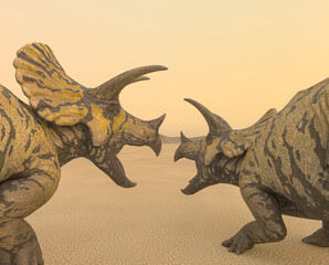 two triceratops are calling the others in the desert on the afternoon close up rear view