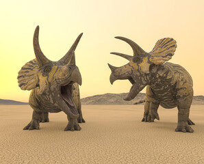 Fototapeta premium two triceratops are calling the others in the desert on the afternoon close up view