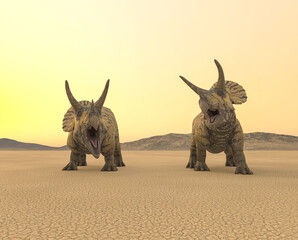 Fototapeta premium two triceratops are calling the others in the desert on the afternoon