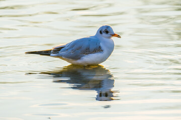 Sunlit gull standing in water of lake, symmetrical reflection