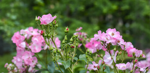 Blooming bush of pink park roses in the summer garden. Tea rose. Copy space