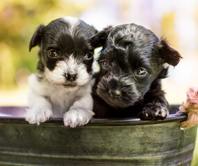 two small puppies in a tub they are Yorkiepoo puppies 