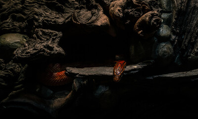 Serpiente dentro de una cueva