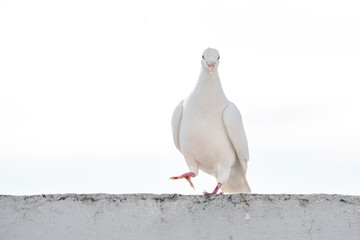 White pigeon dove on a clean white background 