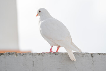 White pigeon dove on a clean white background 