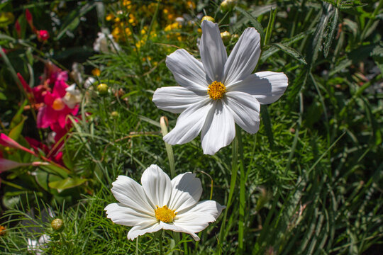 Close up view of flowers in the garden, flower images  background