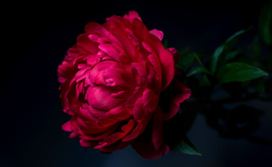 Beautiful red peony petals on a black background
