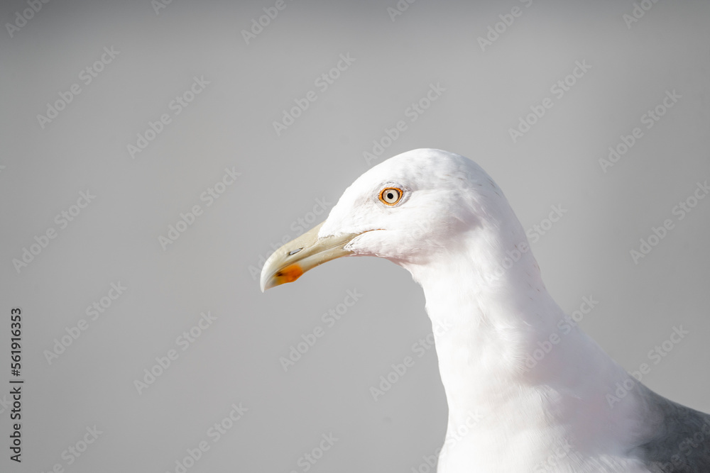 Wall mural Seagull portrait close-up