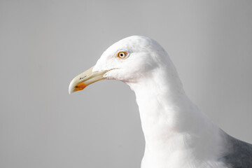 Seagull portrait close-up