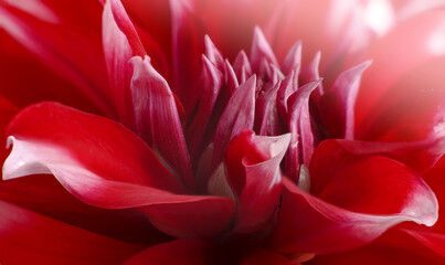White-red flower. Delicate dahlia petals, a close-up image of a flower