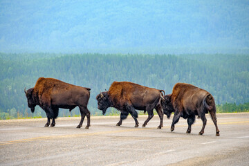 Herd of Bison crossing the Alaska Highway © Jorge Moro