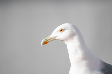 Seagull portrait close-up