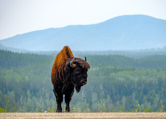 Bull Bison's on the Alaska Highway in Alaska