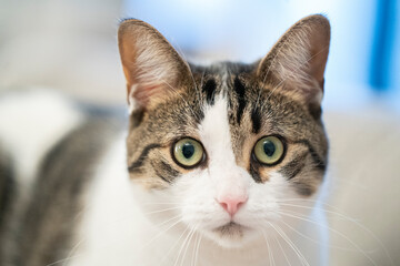 Cats, I do love them, portrait of a cat I am looking at you