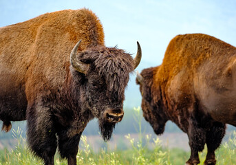 Two Alaskan Bisons about to go head to head in a fight for a mate