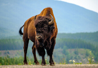 Bison on the Alaska highway © Jorge Moro