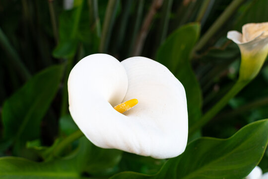 Close-up of a calla lily (Zantedeschia aethiopica).