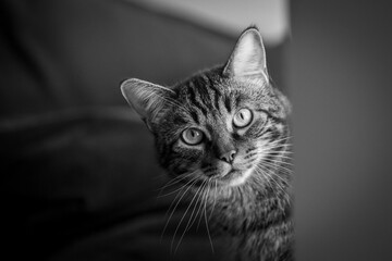 Cats, I do love them, portrait of a cat I am looking at you