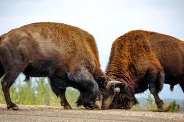 Bull Bison for a mate in Central Alaska during the summer