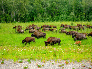 Bison herd foraging for food in Alaska