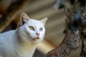 Cats, I do love them, portrait of a cat I am looking at you