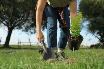 Woman planting young green tree in garden, closeup