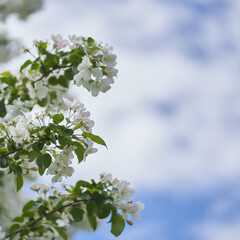 Branches of a blooming apple tree against a blue sky with clouds. Close-up of white flowers on a tree. Petals, pistils, stamens, buds and leaves. With space to copy. High quality photo